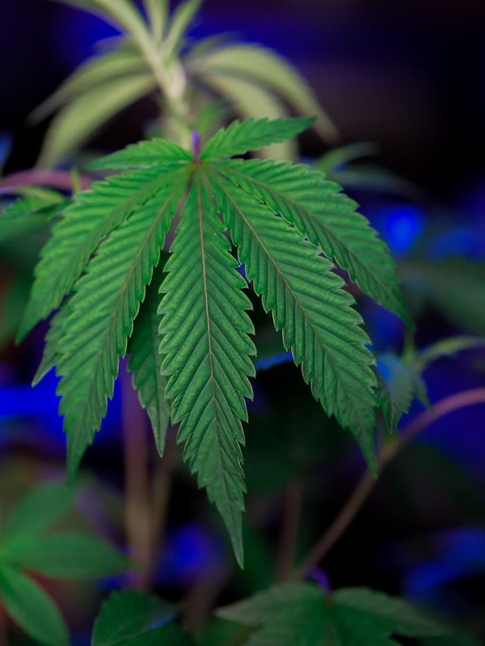 Vibrant cannabis leaf close-up with a blurred background, emphasizing growth and freshness.