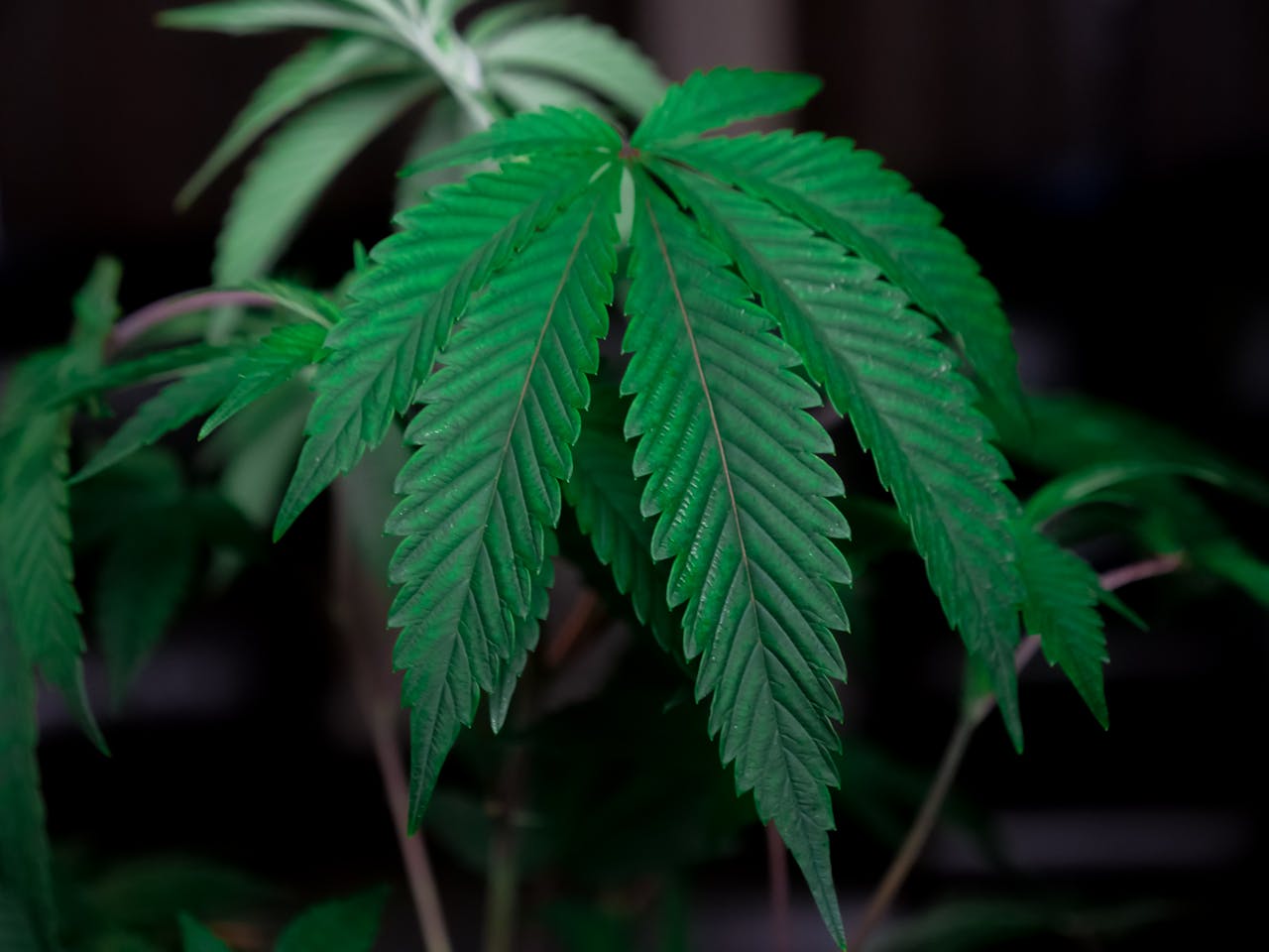 Detailed close-up of cannabis leaves showcasing vibrant green color and texture.